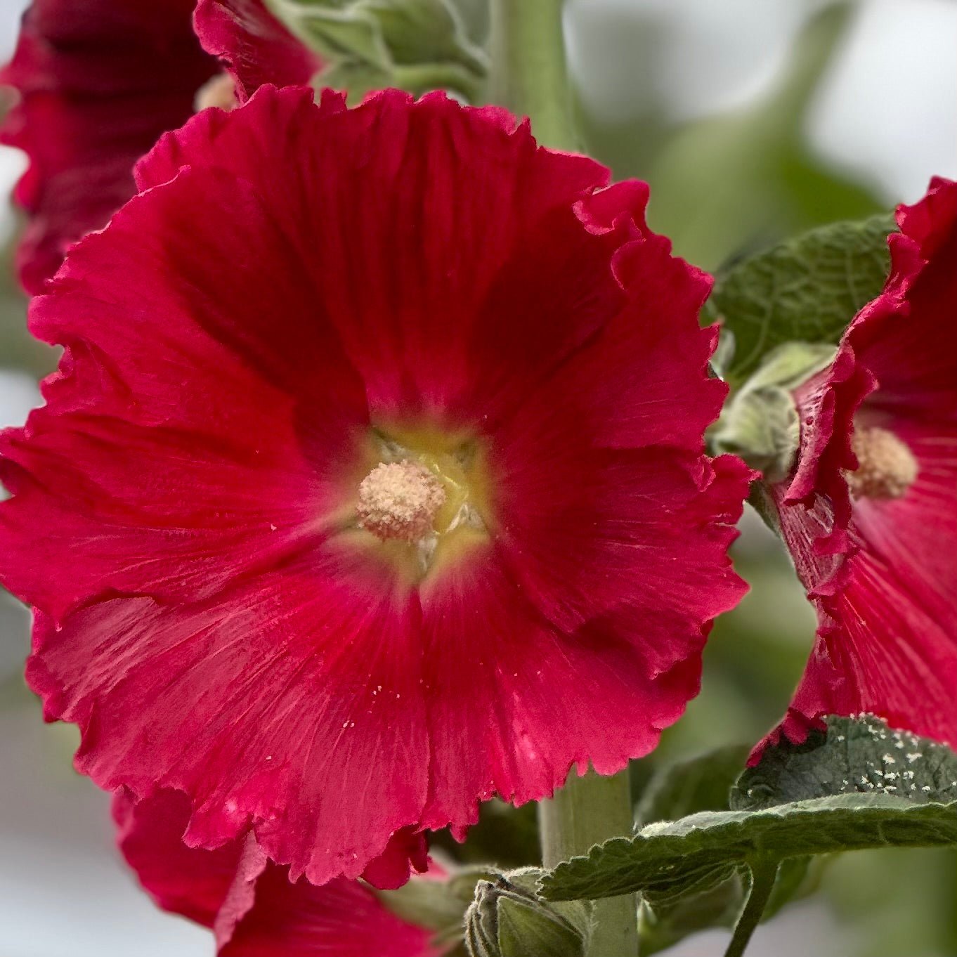 Hollyhock 'Cherry Bomb' Seeds - Hollyhock Hill
