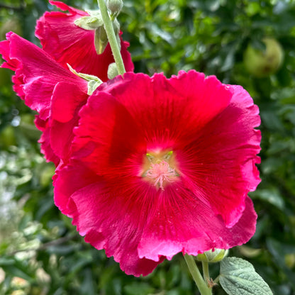 Hollyhock 'Cherry Bomb' Seeds - Hollyhock Hill