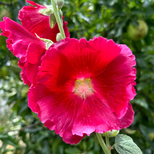 Hollyhock 'Cherry Bomb' Seeds - Hollyhock Hill