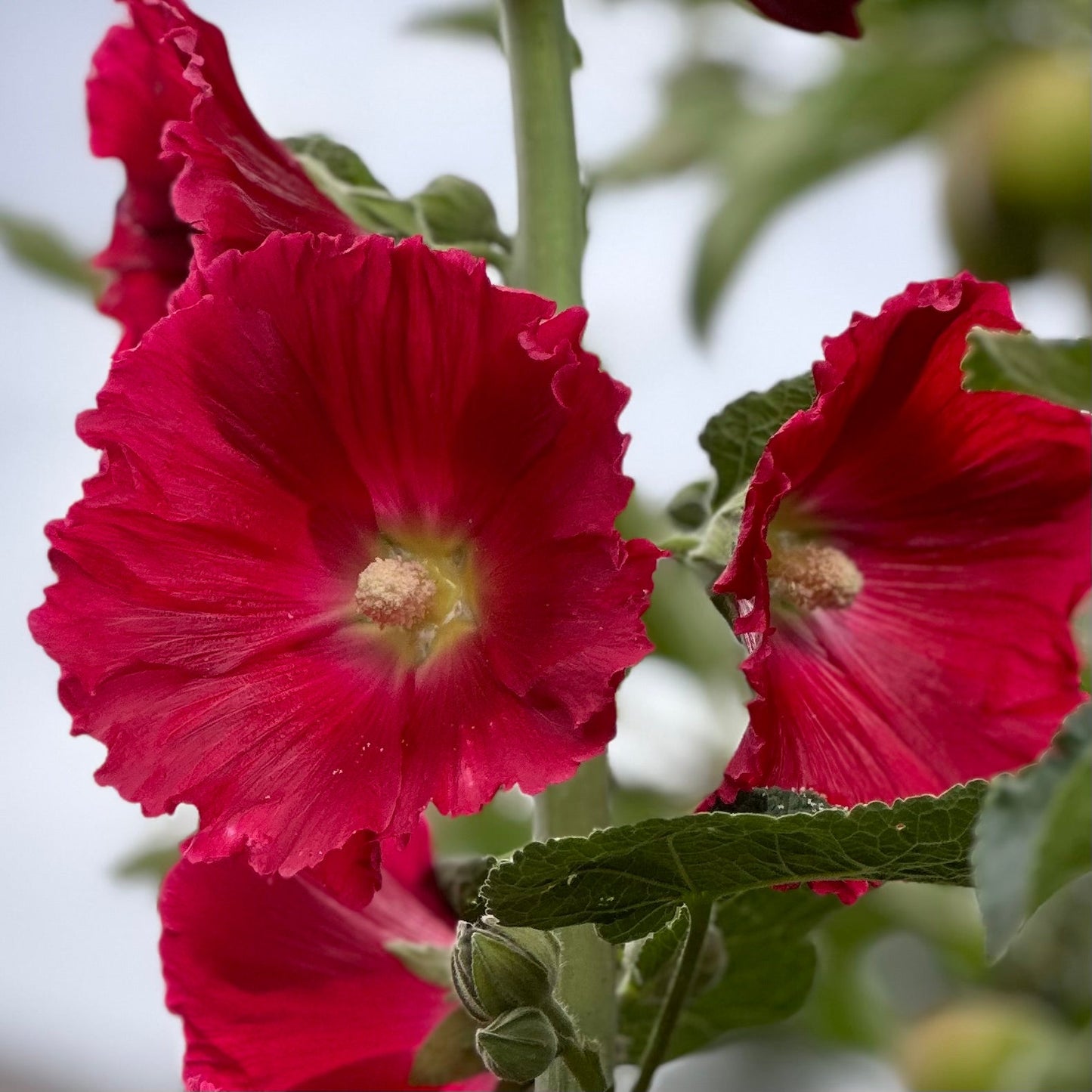 Hollyhock 'Cherry Bomb' Seeds - Hollyhock Hill