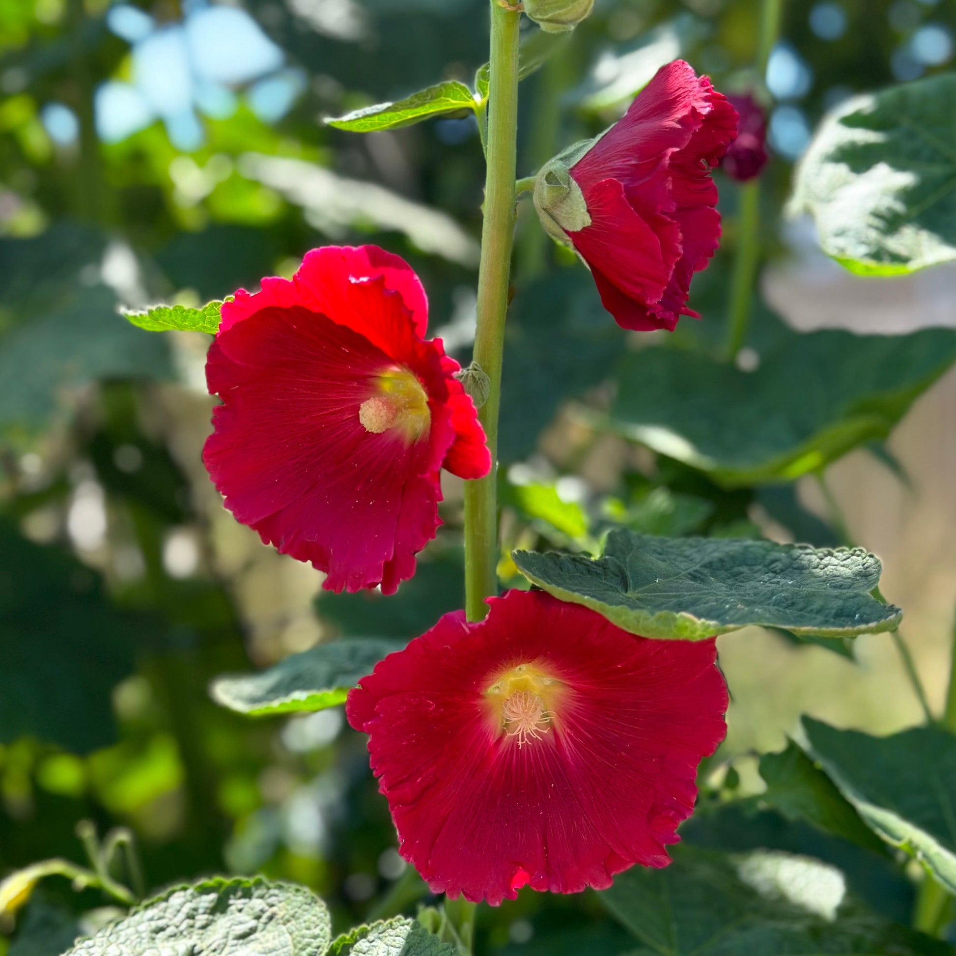 Hollyhock 'Cherry Bomb' Seeds - Hollyhock Hill