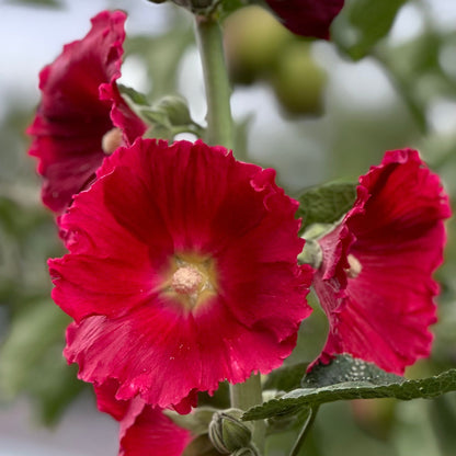 Hollyhock 'Cherry Bomb' Seeds - Hollyhock Hill