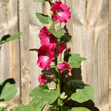 Load image into Gallery viewer, Hollyhock Cottage Garden Single Mixed Seeds - Hollyhock Hill
