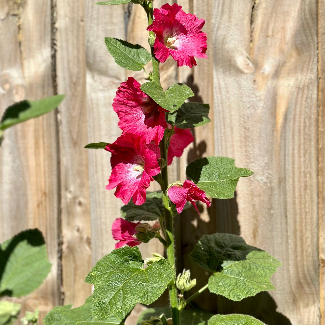 Hollyhock Cottage Garden Single Mixed Seeds - Hollyhock Hill