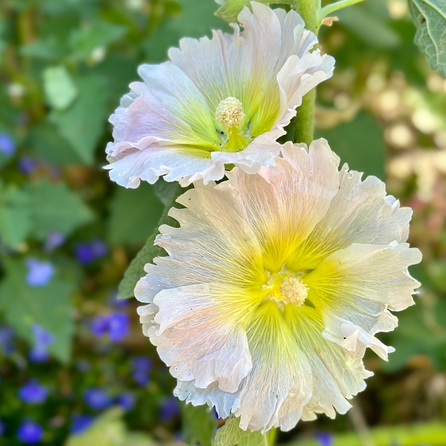 Hollyhock ‘Ficifolia Mix’ Seeds - Hollyhock Hill