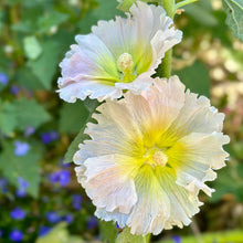 Load image into Gallery viewer, Hollyhock ‘Ficifolia Mix’ Seeds - Hollyhock Hill
