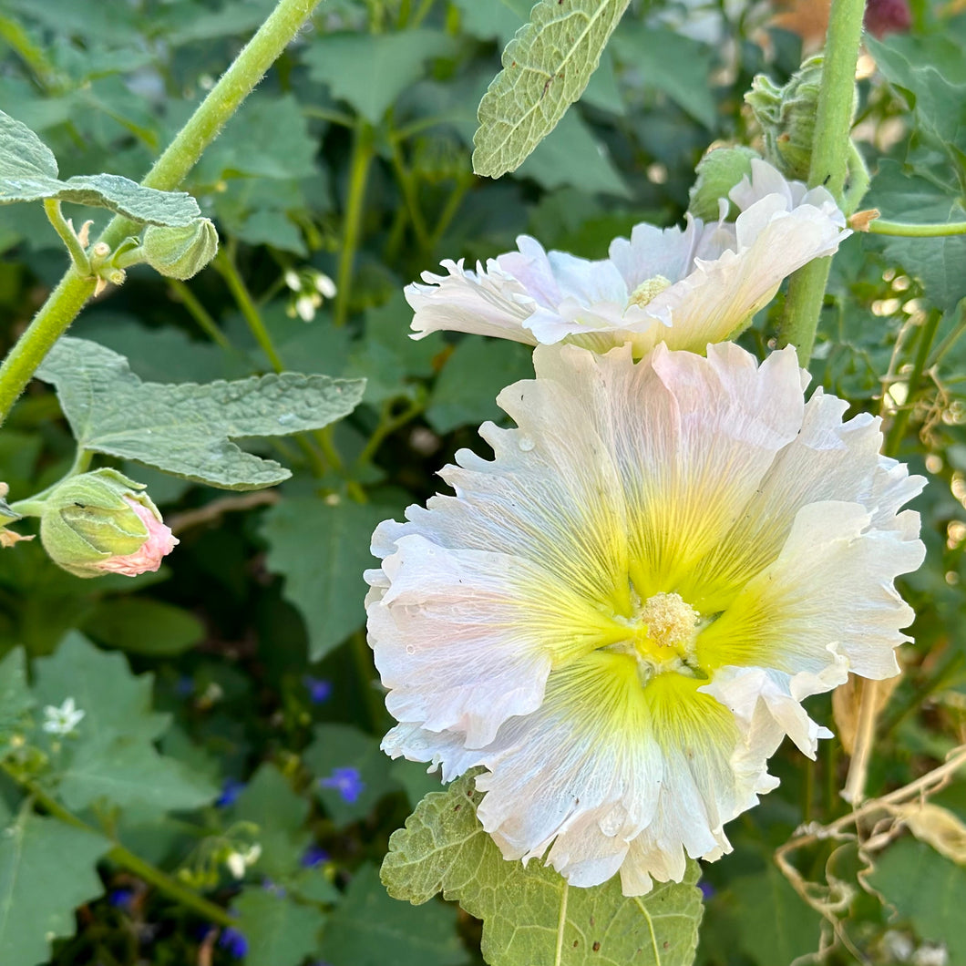 Hollyhock ‘Ficifolia Mix’ Seeds - Hollyhock Hill