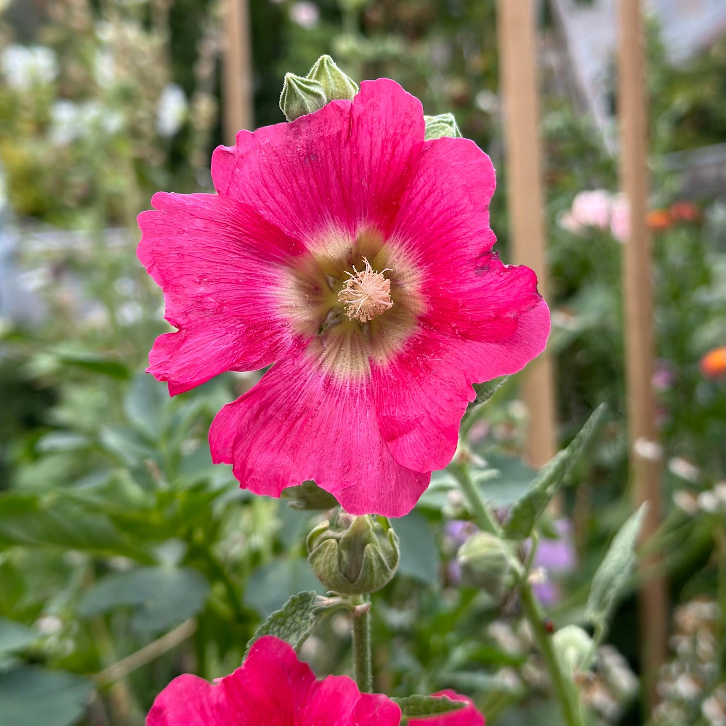 Hollyhock ‘Ficifolia Mix’ Seeds - Hollyhock Hill