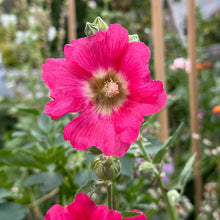 Load image into Gallery viewer, Hollyhock ‘Ficifolia Mix’ Seeds - Hollyhock Hill
