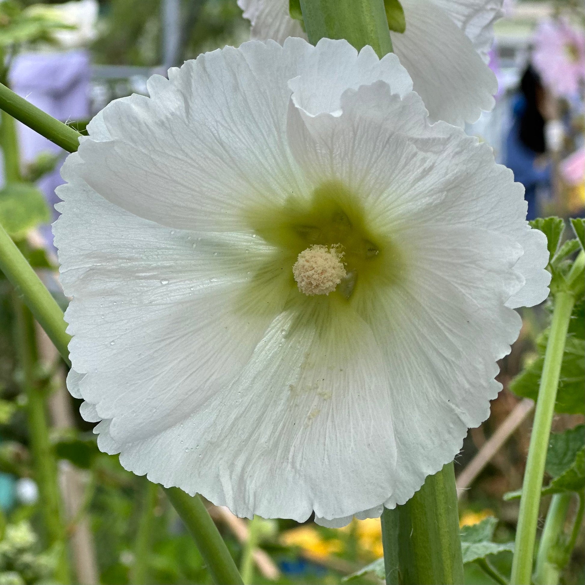 Hollyhock 'Innocence' Seeds - Hollyhock Hill