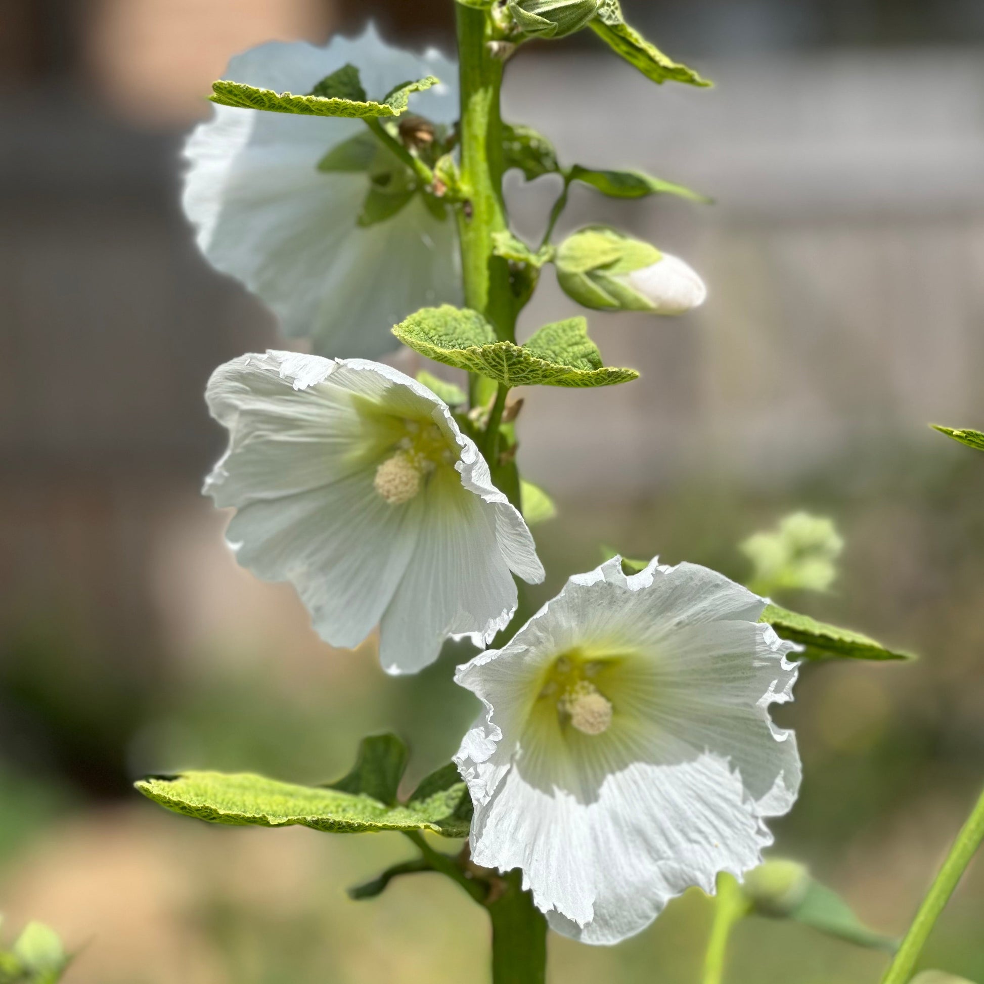 Hollyhock 'Innocence' Seeds - Hollyhock Hill