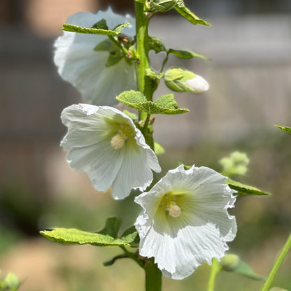 Hollyhock 'Innocence' Seeds - Hollyhock Hill