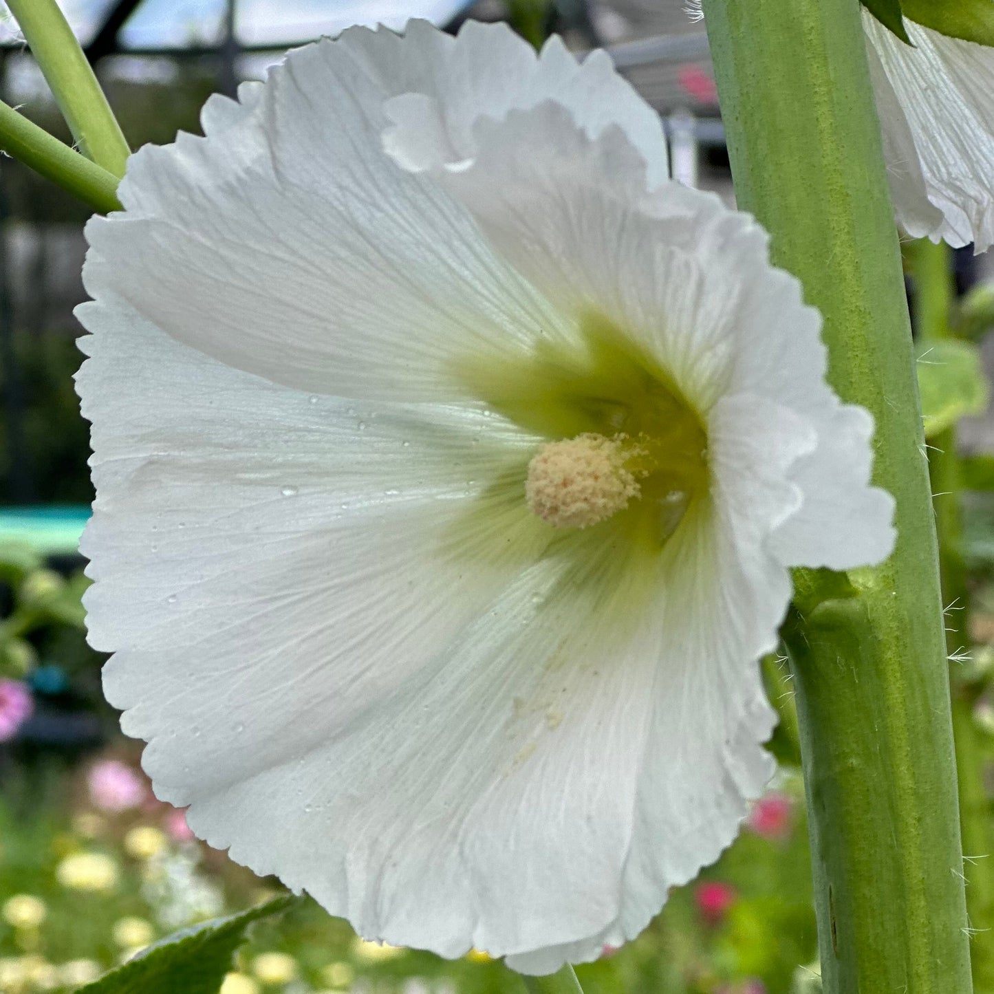 Hollyhock 'Innocence' Seeds - Hollyhock Hill