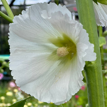 Hollyhock 'Innocence' Seeds - Hollyhock Hill