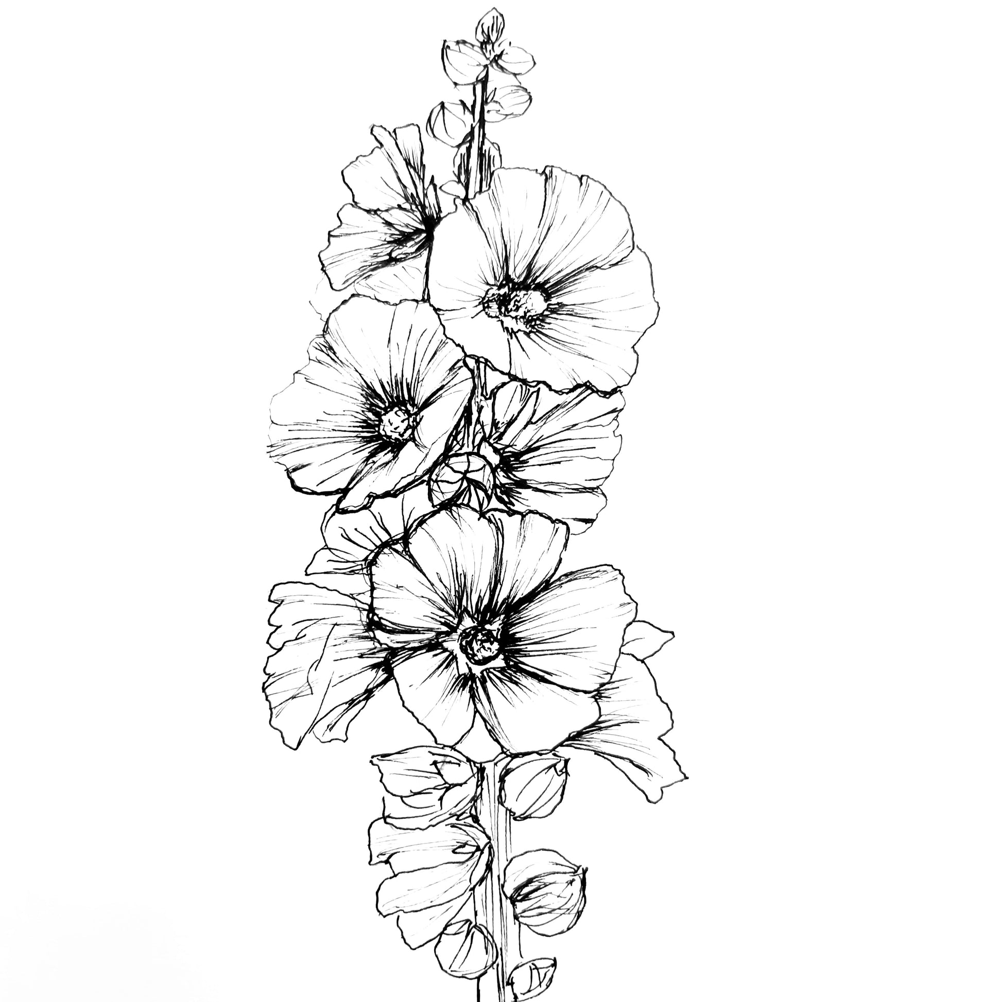 Hollyhock 'Innocence' Seeds - Hollyhock Hill