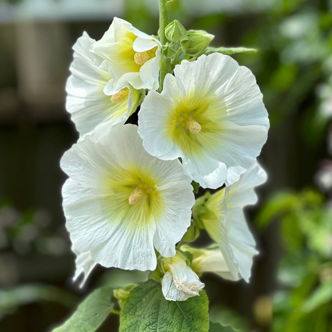 Hollyhock 'Innocence' Seeds - Hollyhock Hill