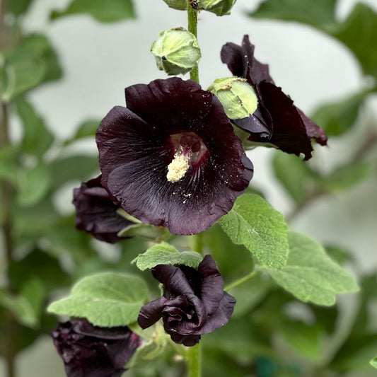 Hollyhock 'King Henry VIII Black' Seeds - Hollyhock Hill