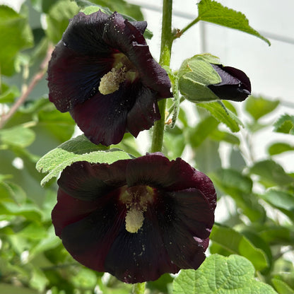 Hollyhock 'King Henry VIII Black' Seeds - Hollyhock Hill