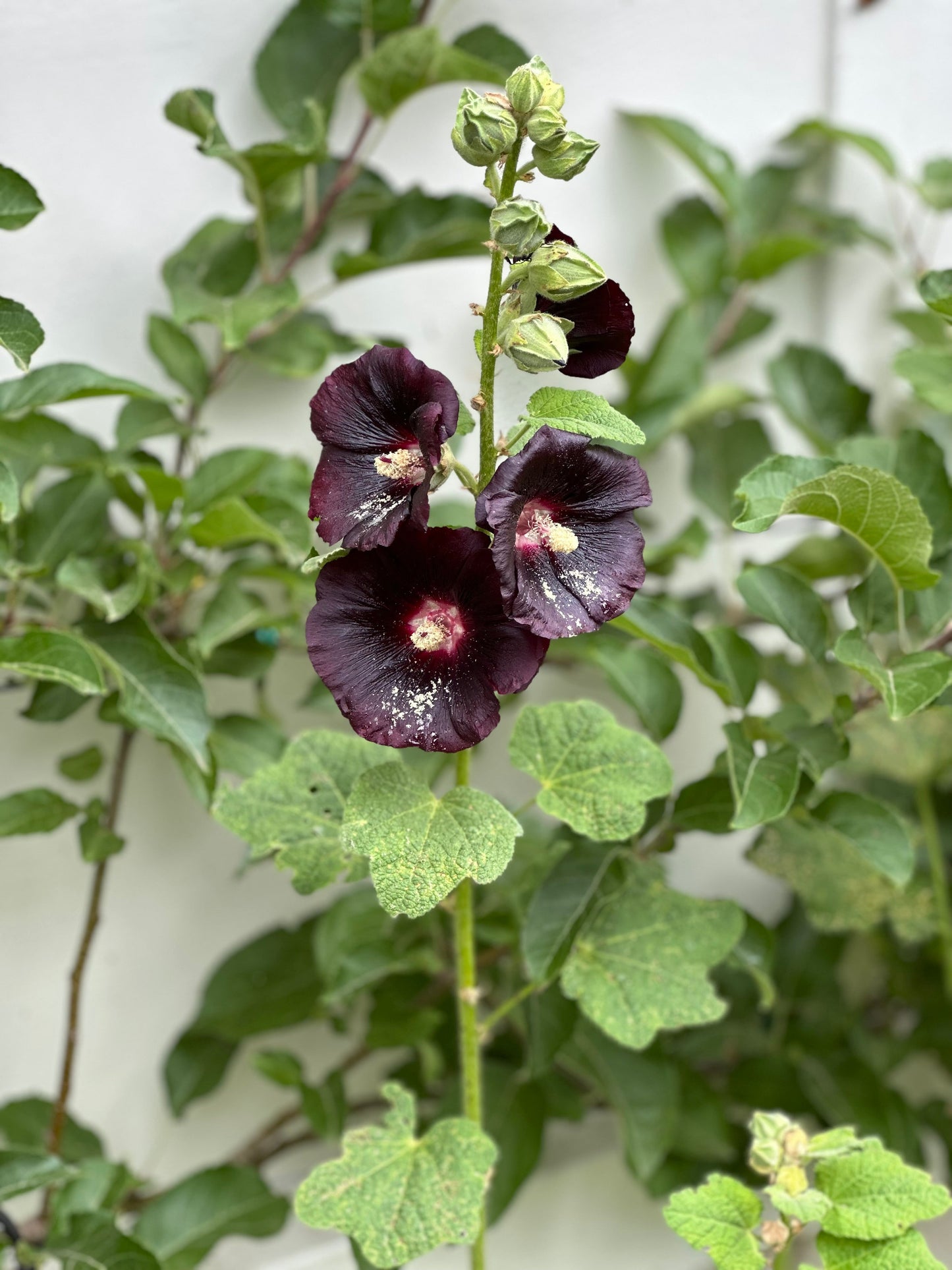 Hollyhock 'King Henry VIII Black' Seeds - Hollyhock Hill