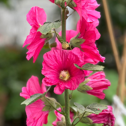 Hollyhock 'Mrs Miller' Deep Pink Seeds - Hollyhock Hill