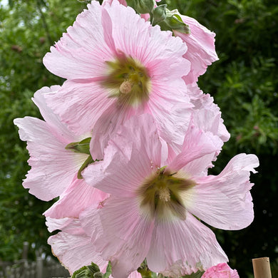 Hollyhock 'Mrs Miller' Light Pink Seeds - Hollyhock Hill
