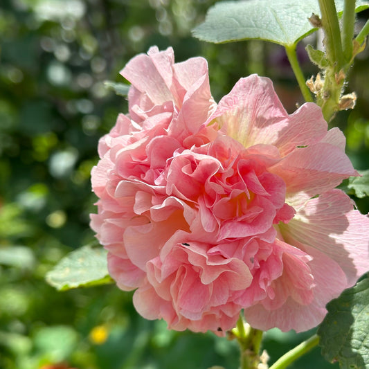 Hollyhock 'Peaches n Dreams' Seeds - Hollyhock Hill