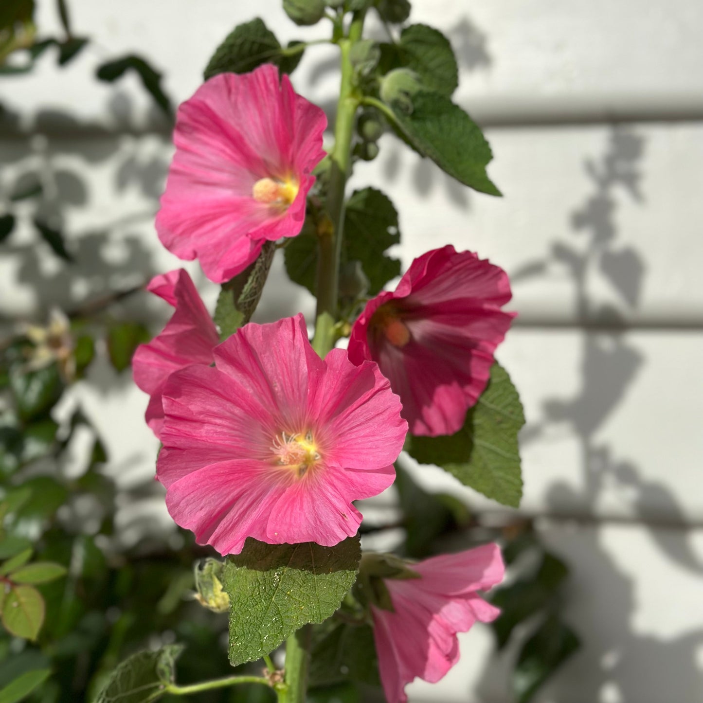 Hollyhock 'Pink Mix’ Seeds - Hollyhock Hill
