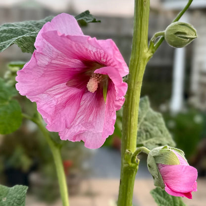 Hollyhock 'Pink Mix’ Seeds - Hollyhock Hill