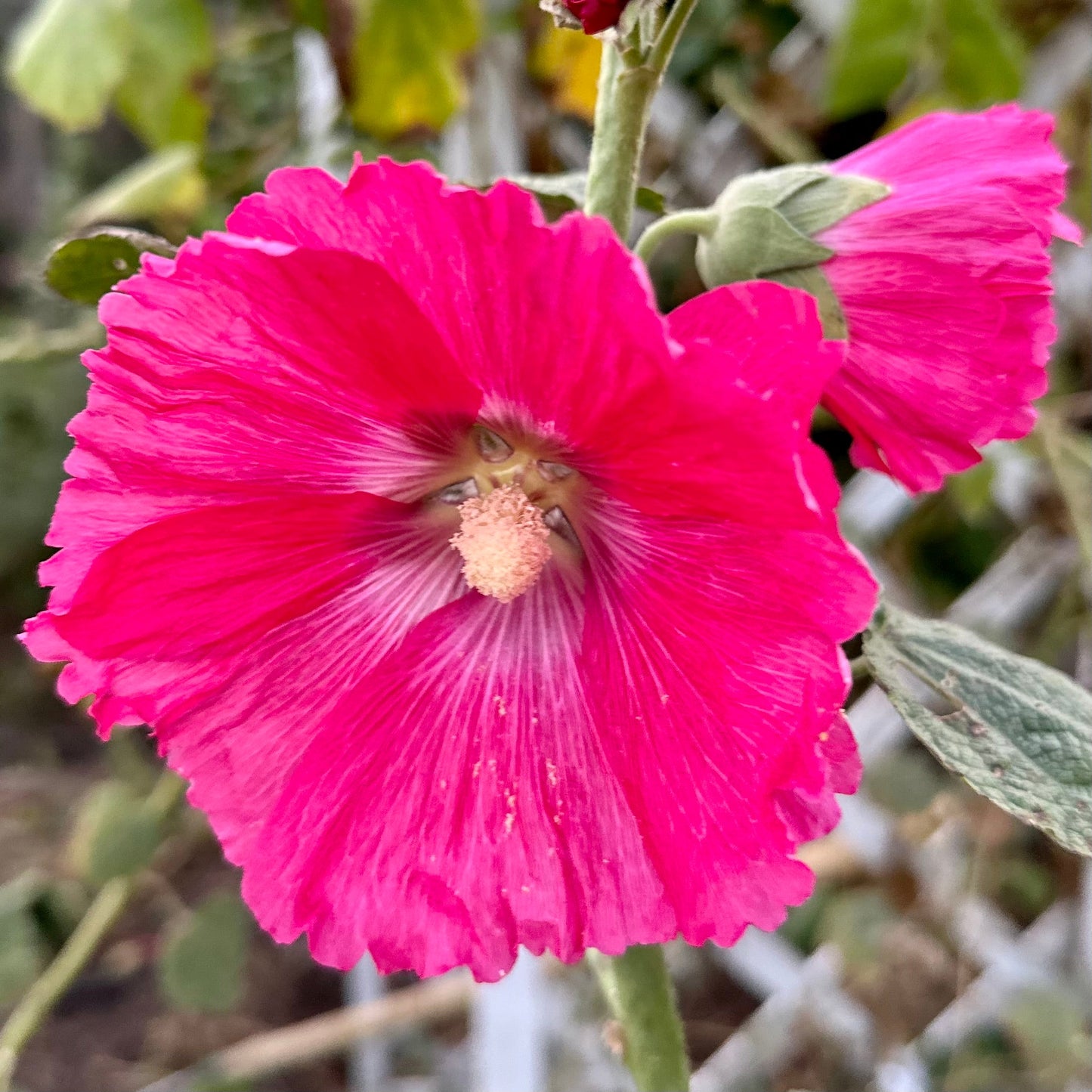 Hollyhock 'Pink Mix’ Seeds - Hollyhock Hill