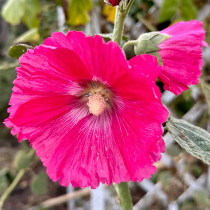 Hollyhock 'Pink Mix’ Seeds - Hollyhock Hill