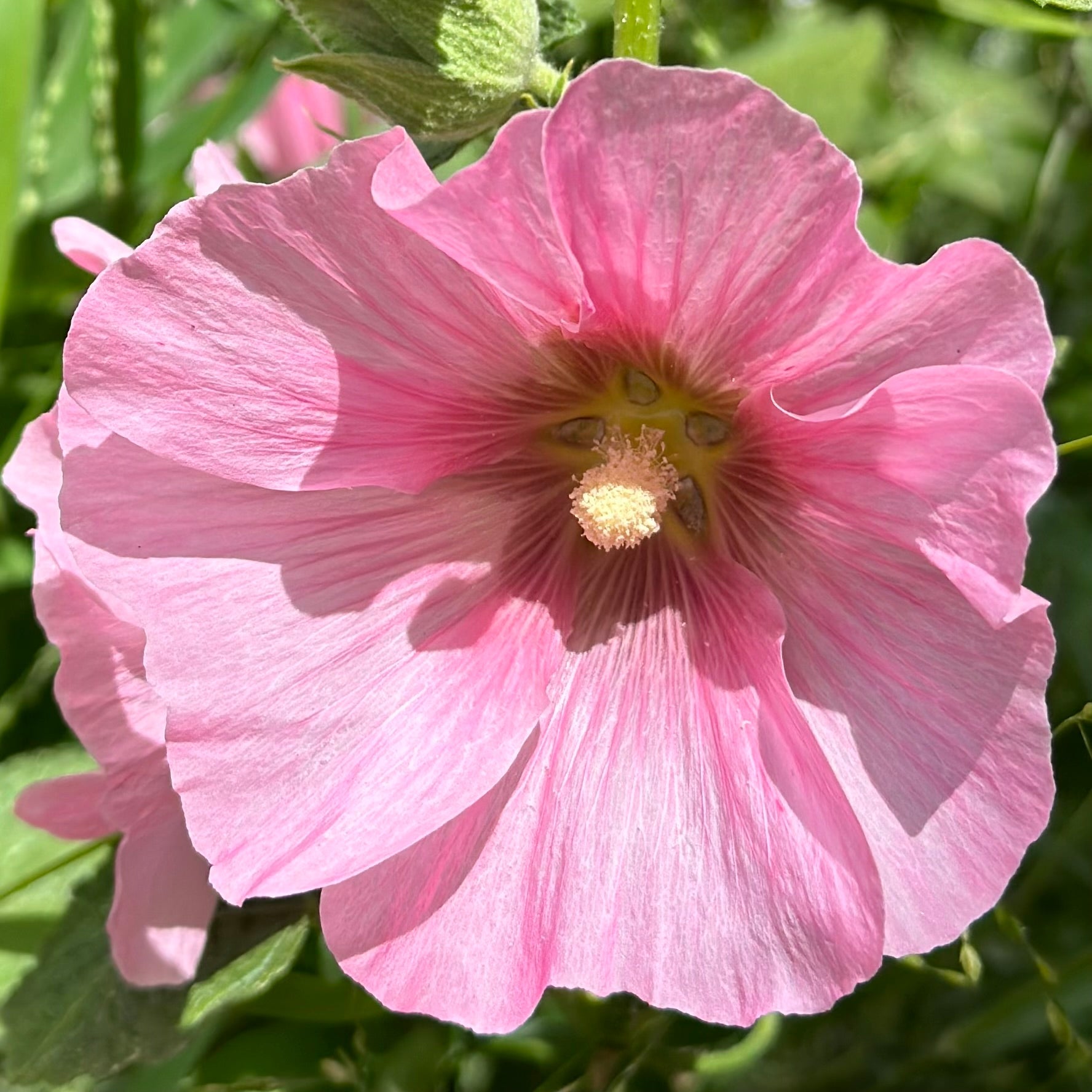 Hollyhock 'Pink Mix’ Seeds - Hollyhock Hill