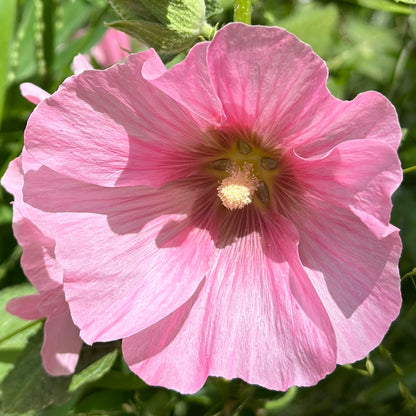 Hollyhock 'Pink Mix’ Seeds - Hollyhock Hill