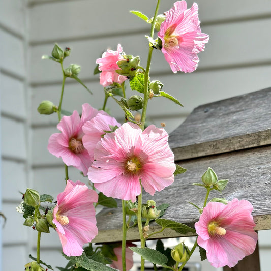 Hollyhock 'Pink Mix’ Seeds - Hollyhock Hill