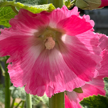 Hollyhock 'Raspberry Split' Seeds - Hollyhock Hill