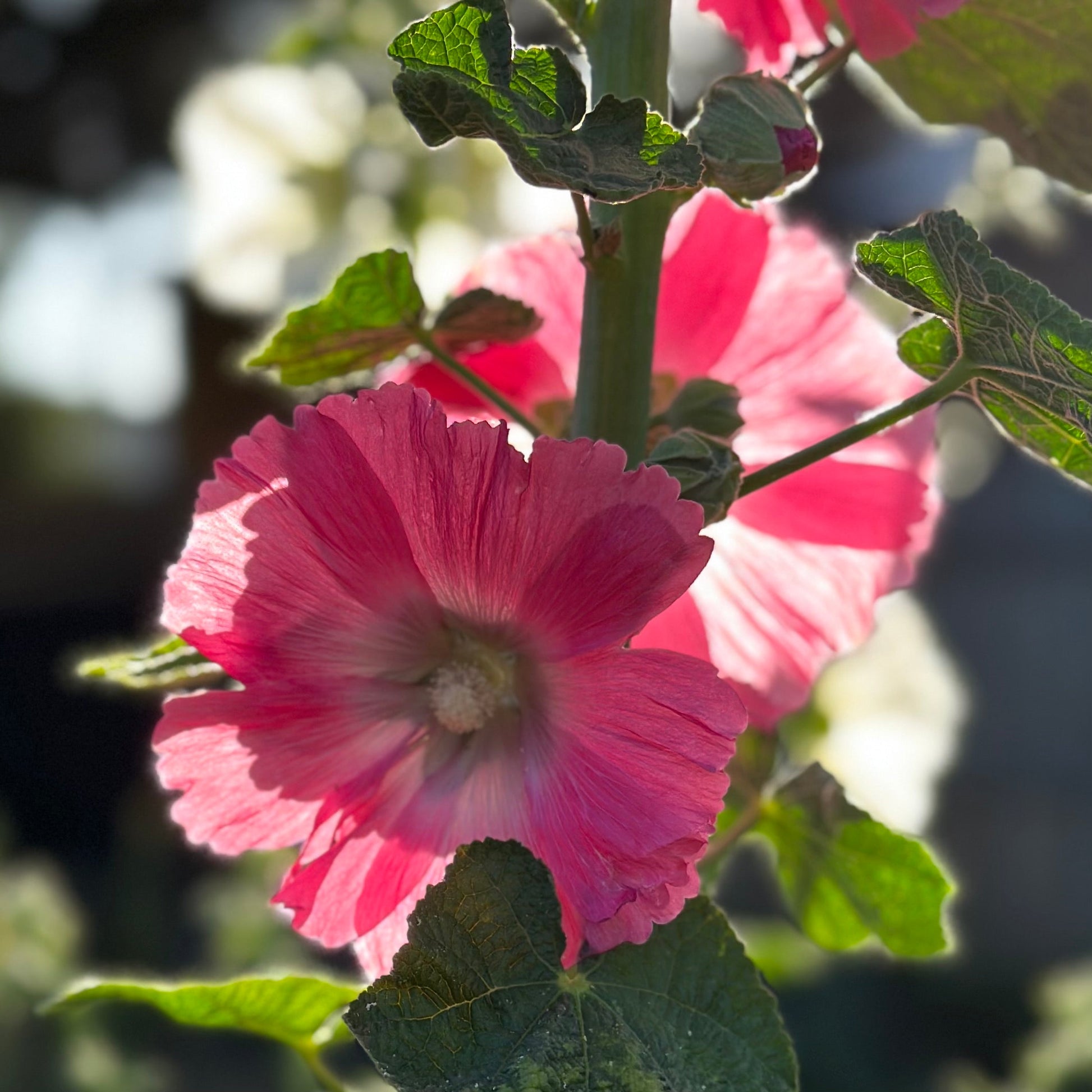 Hollyhock 'Raspberry Split' Seeds - Hollyhock Hill