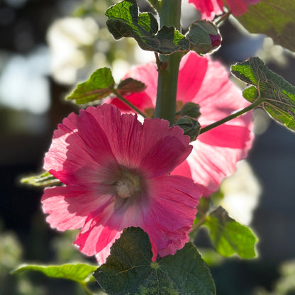 Hollyhock 'Raspberry Split' Seeds - Hollyhock Hill
