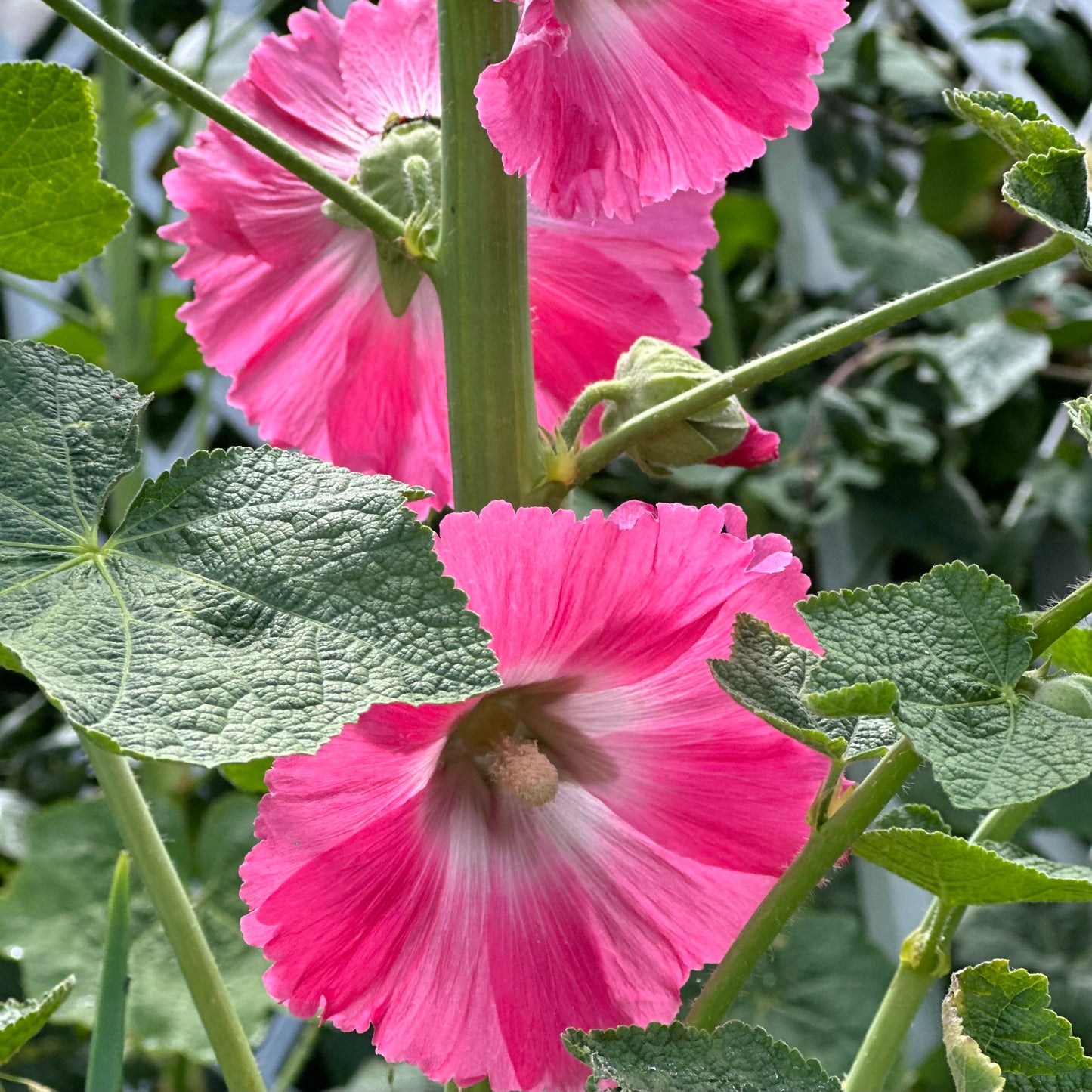 Hollyhock 'Raspberry Split' Seeds - Hollyhock Hill