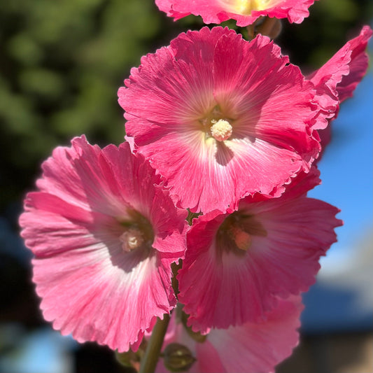 Hollyhock 'Raspberry Split' Seeds - Hollyhock Hill