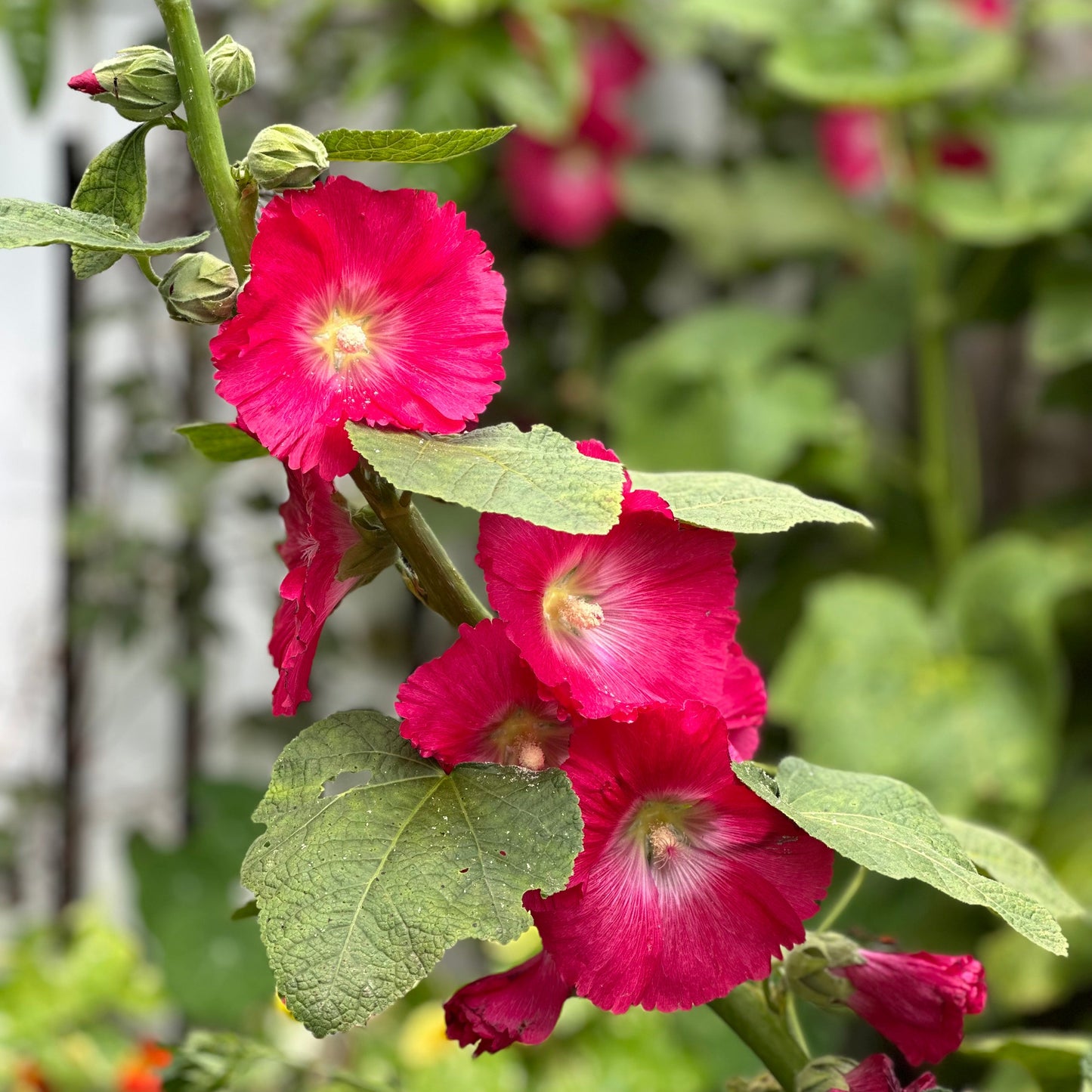 Hollyhock 'Watermelon Crush' Seeds - Hollyhock Hill