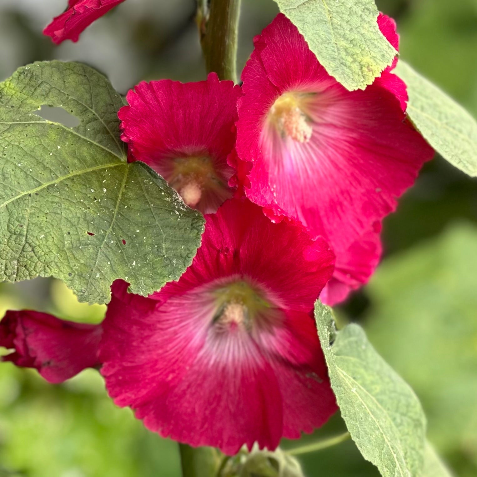 Hollyhock 'Watermelon Crush' Seeds - Hollyhock Hill
