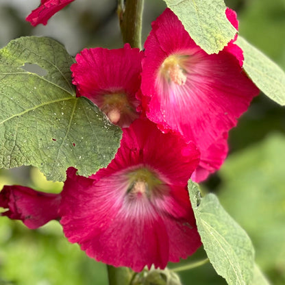 Hollyhock 'Watermelon Crush' Seeds - Hollyhock Hill