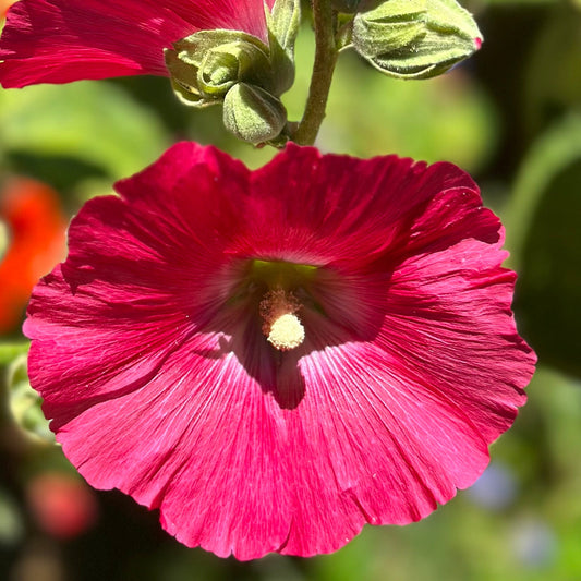 Hollyhock 'Watermelon Crush' Seeds - Hollyhock Hill