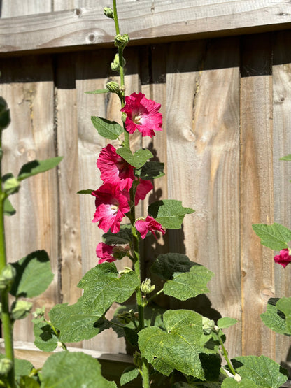 Hollyhock 'Watermelon Crush' Seeds - Hollyhock Hill