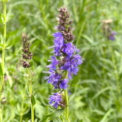 Hyssop Seeds - Hollyhock Hill