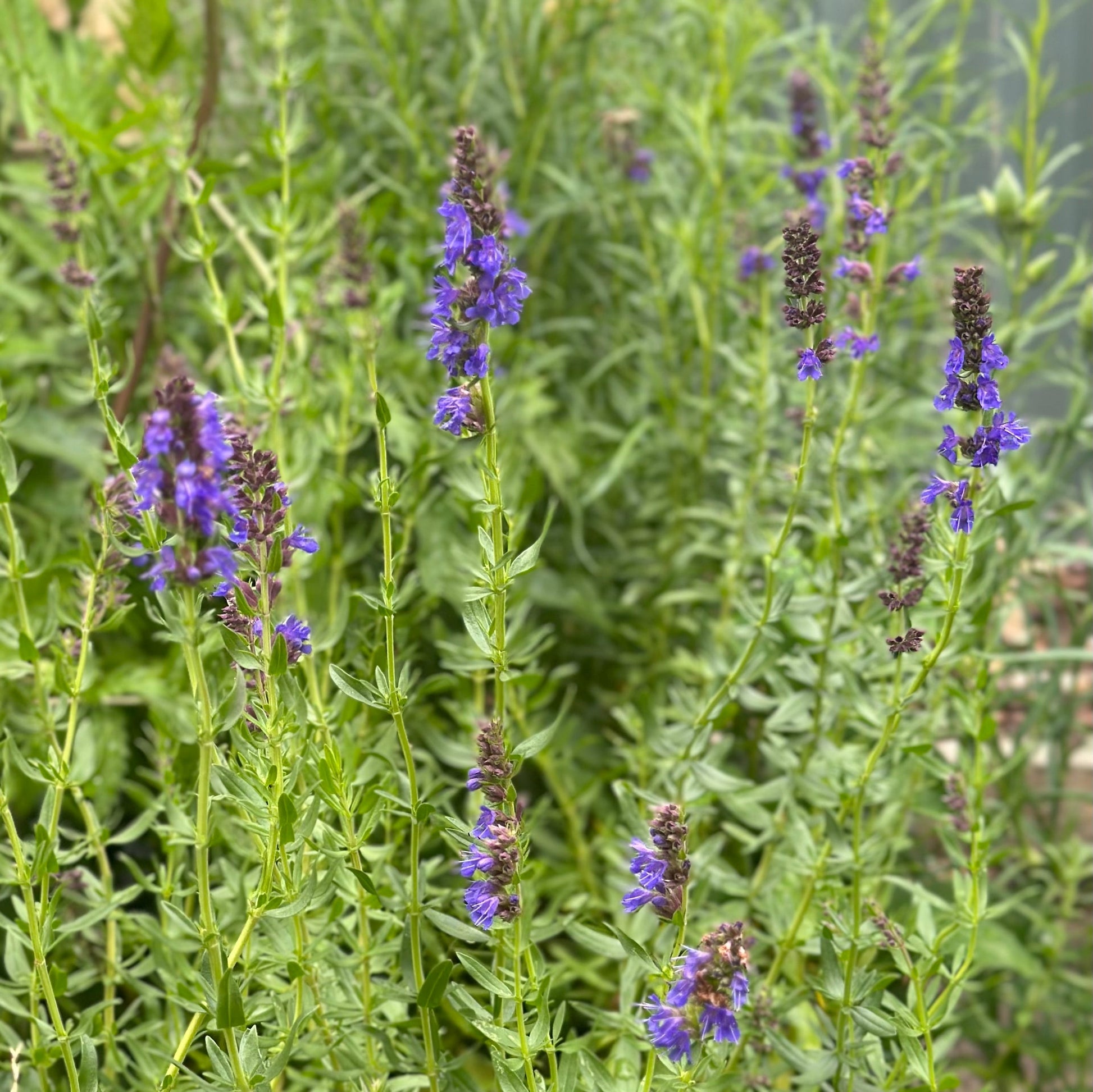 Hyssop Seeds - Hollyhock Hill