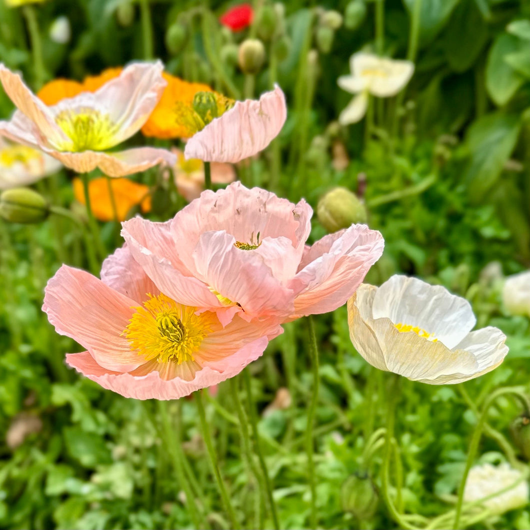 Iceland Poppy Victory Giant Mix Seeds - Hollyhock Hill