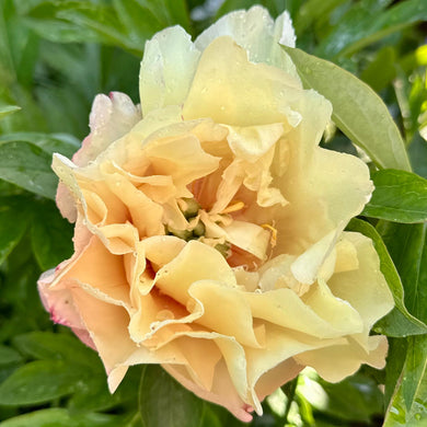 Itoh Peony 'Canary Brilliants' - Hollyhock Hill