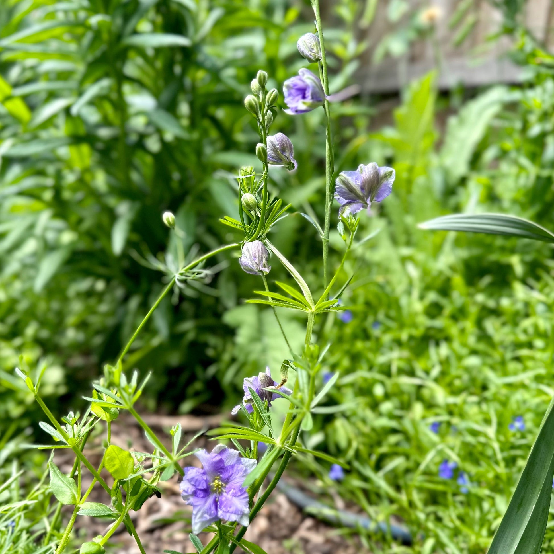 Larkspur Imperial 'Blue Bell' Seeds - Hollyhock Hill