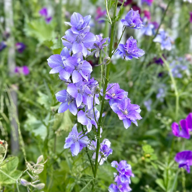 Larkspur Imperial 'Blue Bell' Seeds - Hollyhock Hill