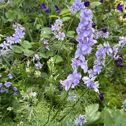 Larkspur Imperial 'Blue Bell' Seeds - Hollyhock Hill